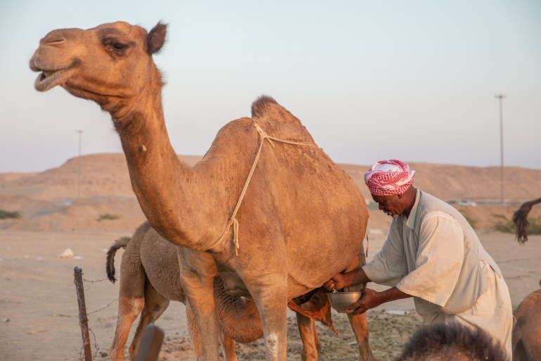 A Sudani man milking a female camel, Jeddah, Saudi Arabia, 2020